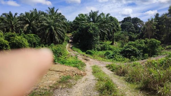 An 10.210 acs Agricultural Land with Oil Palm Tree